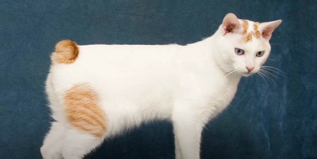 Korean Cat Breeds KittenWiki