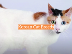 Korean Cat Breeds