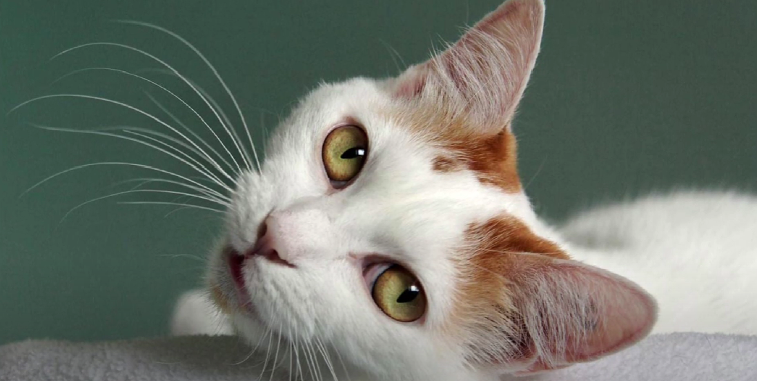 Korean Cat Breeds KittenWiki