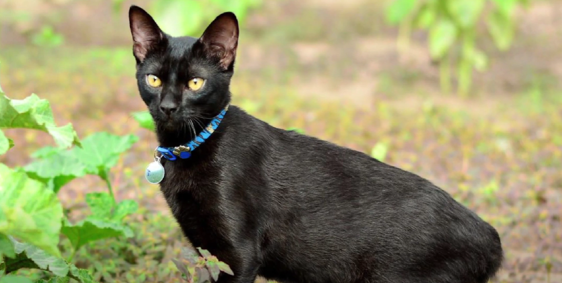 Korean Cat Breeds KittenWiki