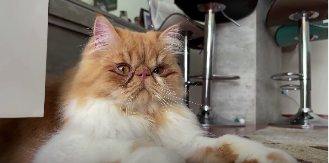 Least Affectionate Cat Breeds KittenWiki