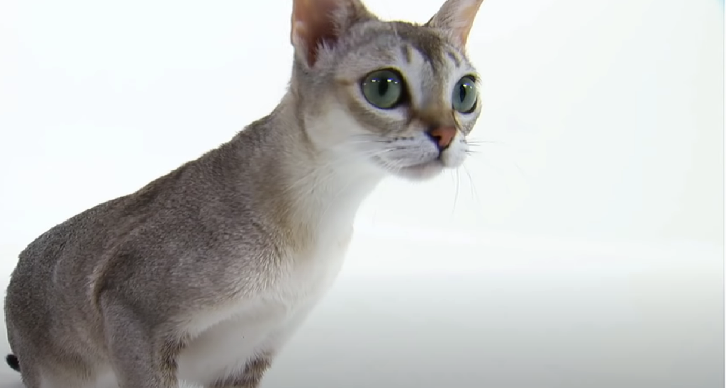 Least Affectionate Cat Breeds KittenWiki