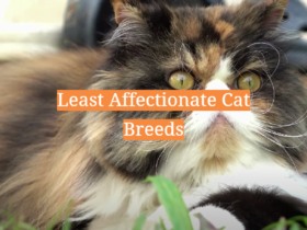 Least Affectionate Cat Breeds