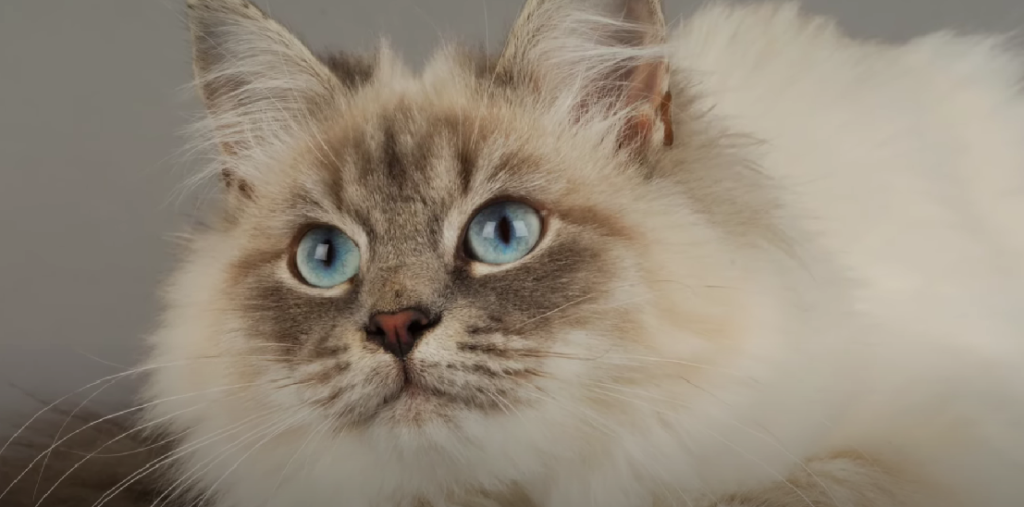 Least Affectionate Cat Breeds KittenWiki