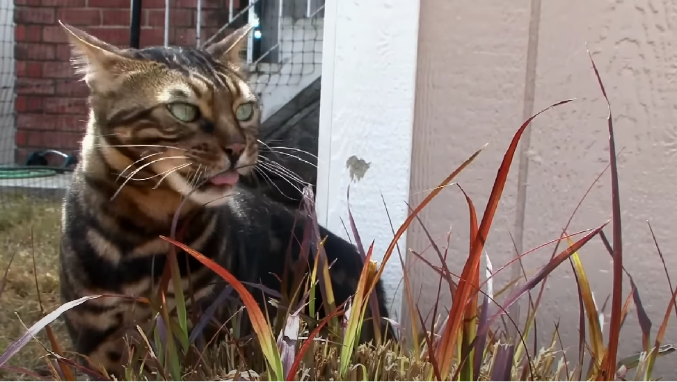 Least Affectionate Cat Breeds KittenWiki