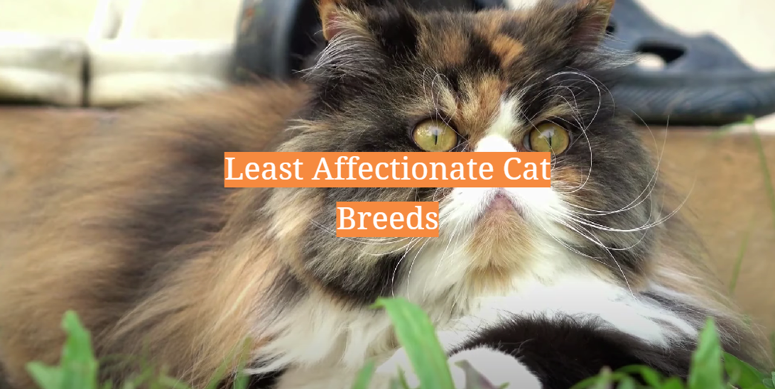 Least Affectionate Cat Breeds