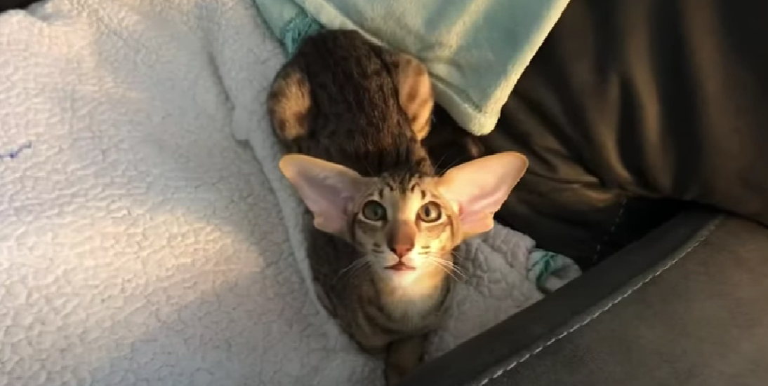 Long Legged Cat Breeds KittenWiki