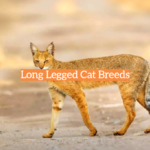 Long Legged Cat Breeds