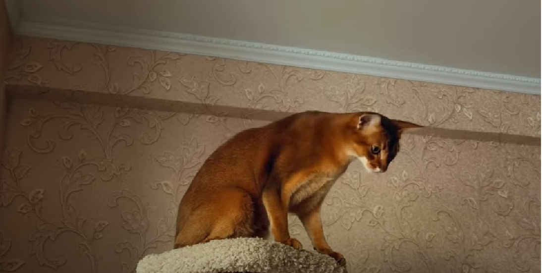 Long Legged Cat Breeds KittenWiki