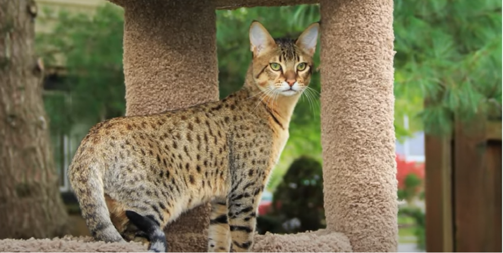 Long Legged Cat Breeds KittenWiki