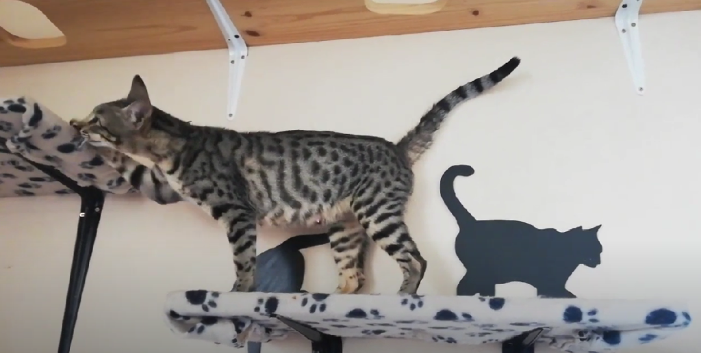 Long Legged Cat Breeds KittenWiki