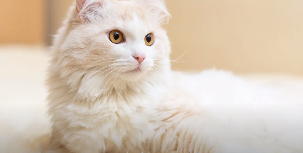 Long Legged Cat Breeds KittenWiki