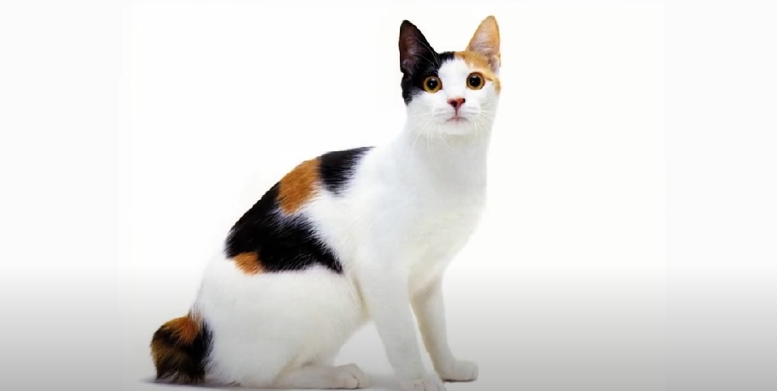 Long Legged Cat Breeds KittenWiki