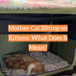 Mother Cat Sitting on Kittens: What Does It Mean?