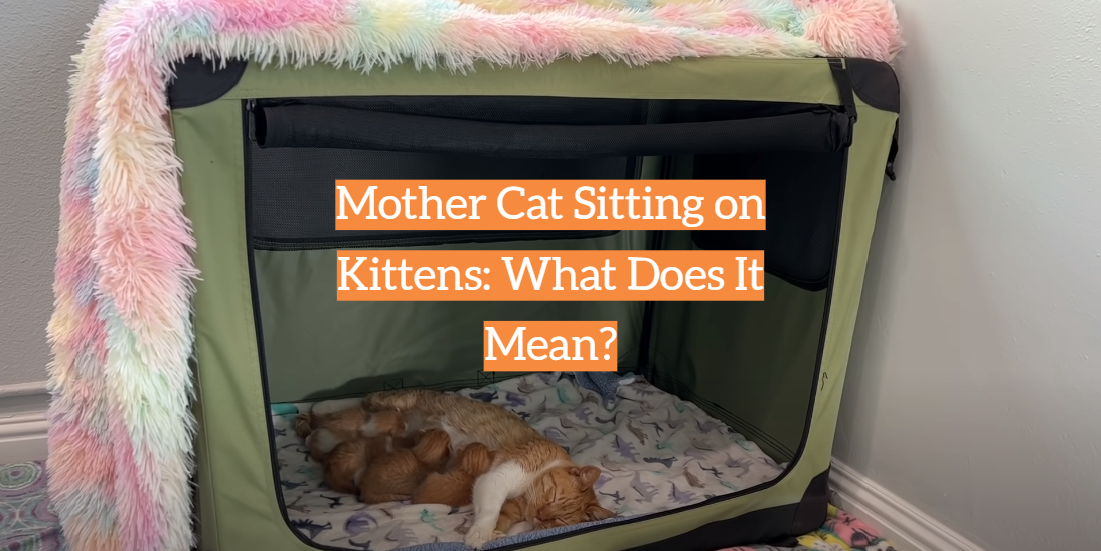 Mother Cat Sitting on Kittens: What Does It Mean?