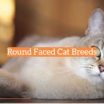 Round Faced Cat Breeds