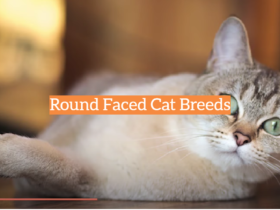 Round Faced Cat Breeds