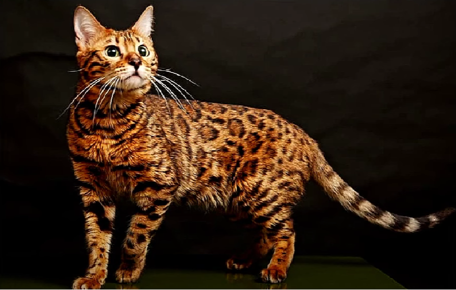 Savannah vs. Bengal Cat: What’s the Difference? - KittenWiki