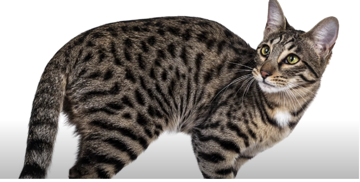 Savannah vs. Bengal Cat What’s the Difference? KittenWiki