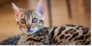 Bengal Cat Overview
