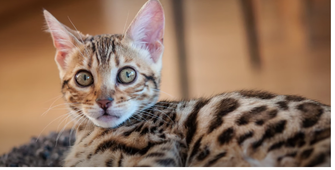 Savannah vs. Bengal Cat What’s the Difference? KittenWiki