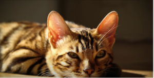 Should you Buy a Savannah Cat or Bengal Cat?