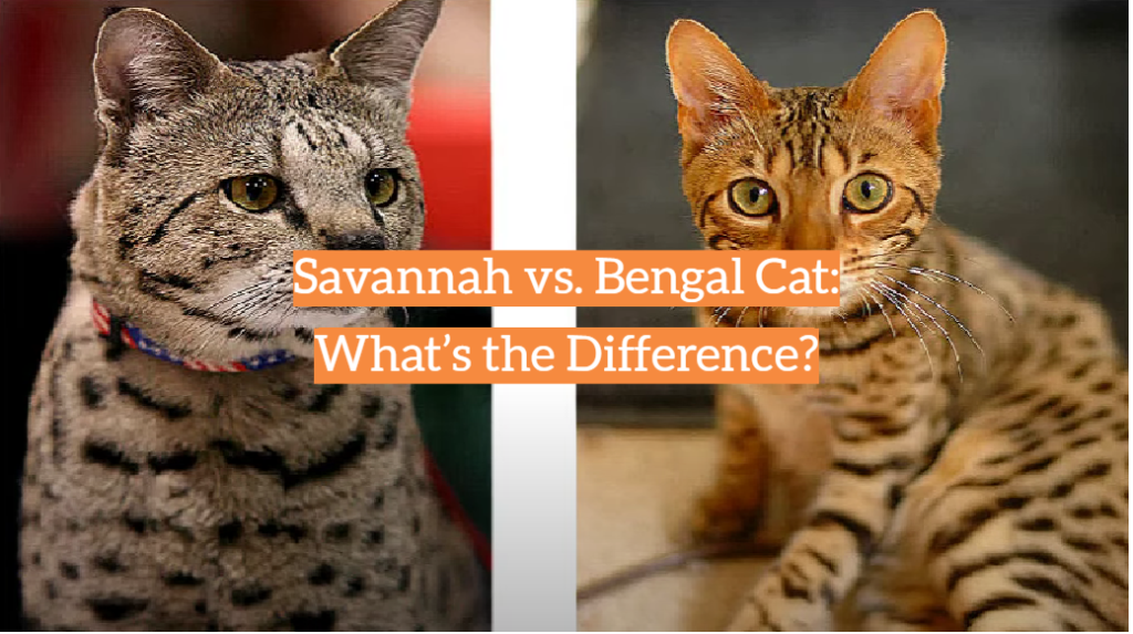 Savannah vs. Bengal Cat: What’s the Difference? - KittenWiki