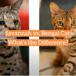 Savannah vs. Bengal Cat: What’s the Difference?
