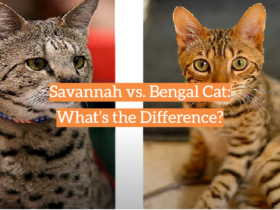Savannah vs. Bengal Cat: What’s the Difference?