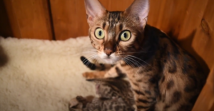 Facts About the Bengal Cat