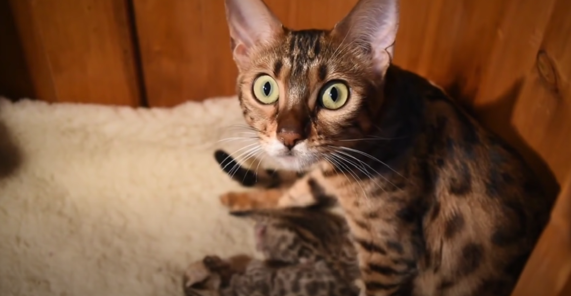 What Is the Average Size of a Bengal Cat? KittenWiki