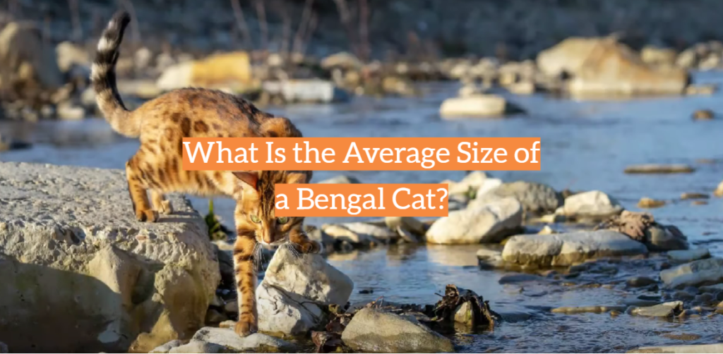 What Is the Average Size of a Bengal Cat? - KittenWiki