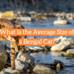 What Is the Average Size of a Bengal Cat?