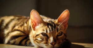 When Does a Bengal Cat Stop Growing?