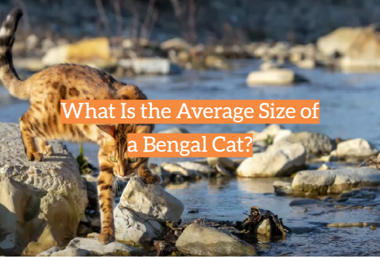 What Is the Average Size of a Bengal Cat?