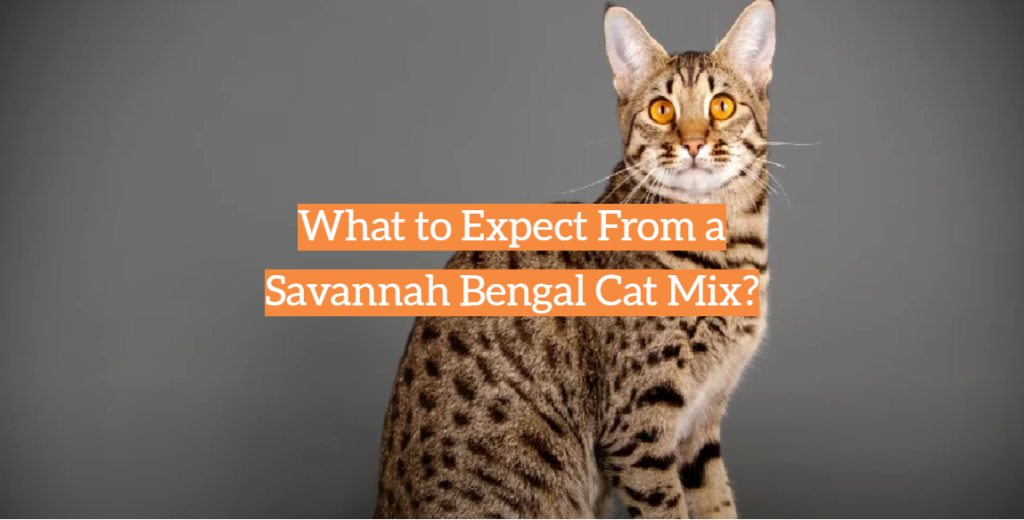 What to Expect From a Savannah Bengal Cat Mix? KittenWiki