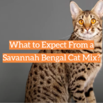 What to Expect From a Savannah Bengal Cat Mix?