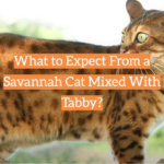 What to Expect From a Savannah Cat Mixed With Tabby?