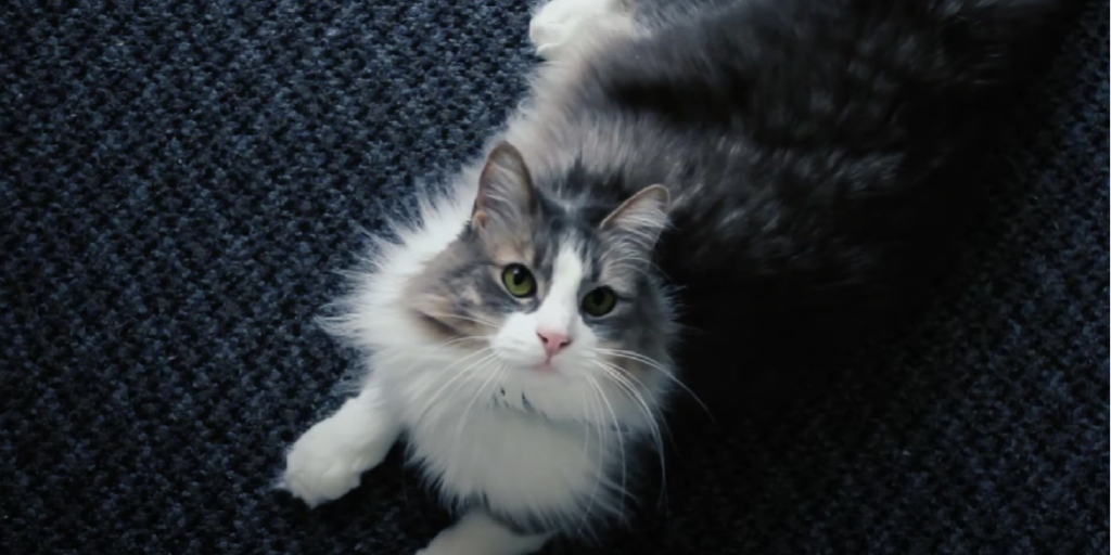 Where Can I Declaw My Cat for Free? KittenWiki