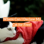 Where Can I Declaw My Cat for Free?