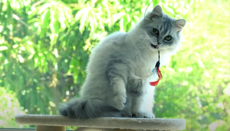 Vivid Where Can I Get My Cat Declawed Capture for Desktop Vivid Where Can I Get My Cat Declawed Capture for Desktop