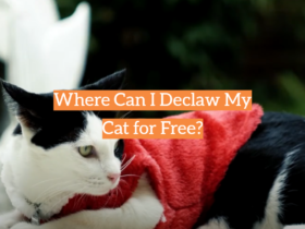 Where Can I Declaw My Cat for Free?