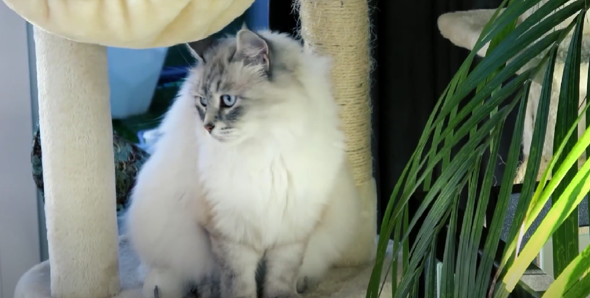 Where Can I Declaw My Cat for Free? KittenWiki