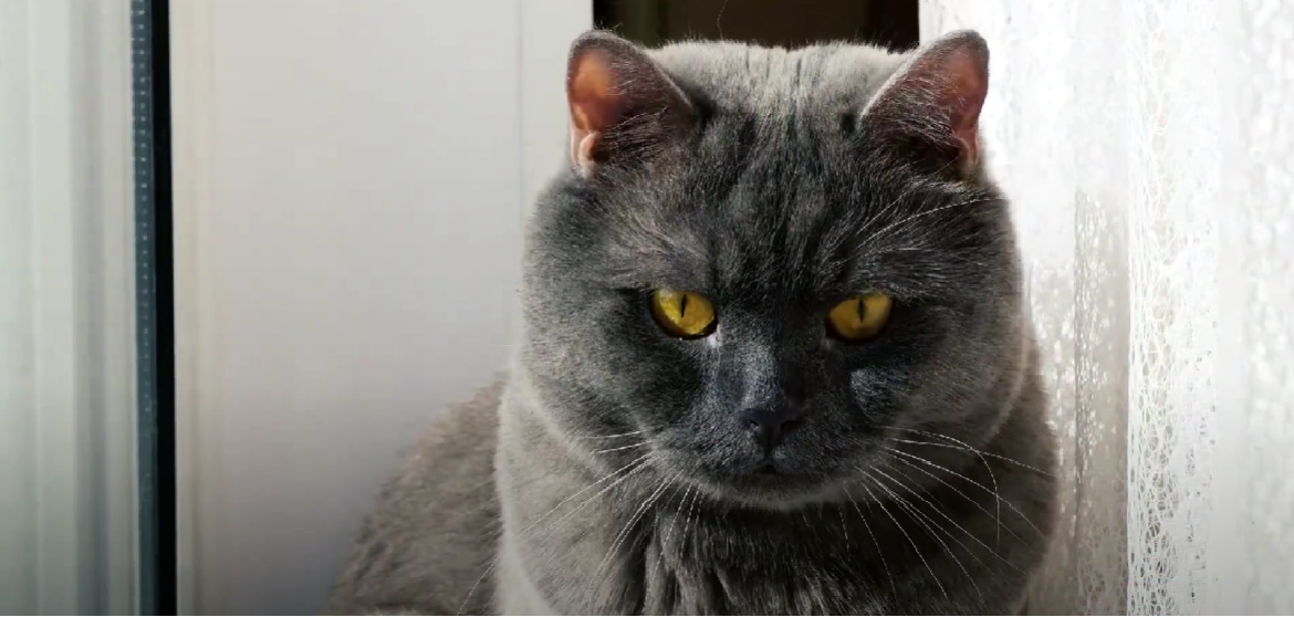 Where Can I Declaw My Cat for Free? KittenWiki