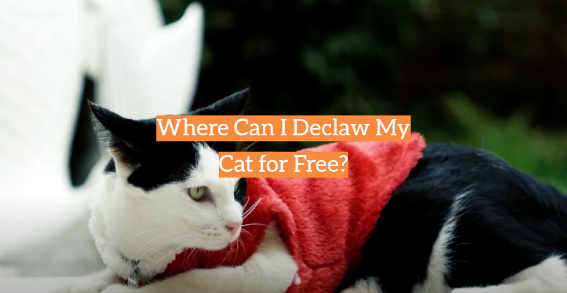 Where Can I Declaw My Cat for Free?