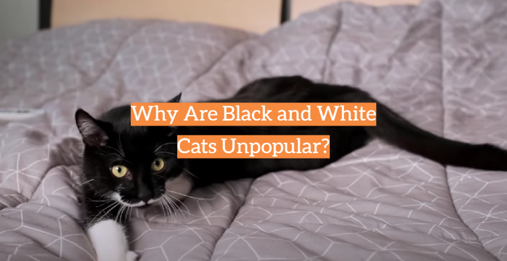 Why Are Black and White Cats Unpopular? - KittenWiki