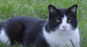 Why Are Black and White Cats Unpopular?
