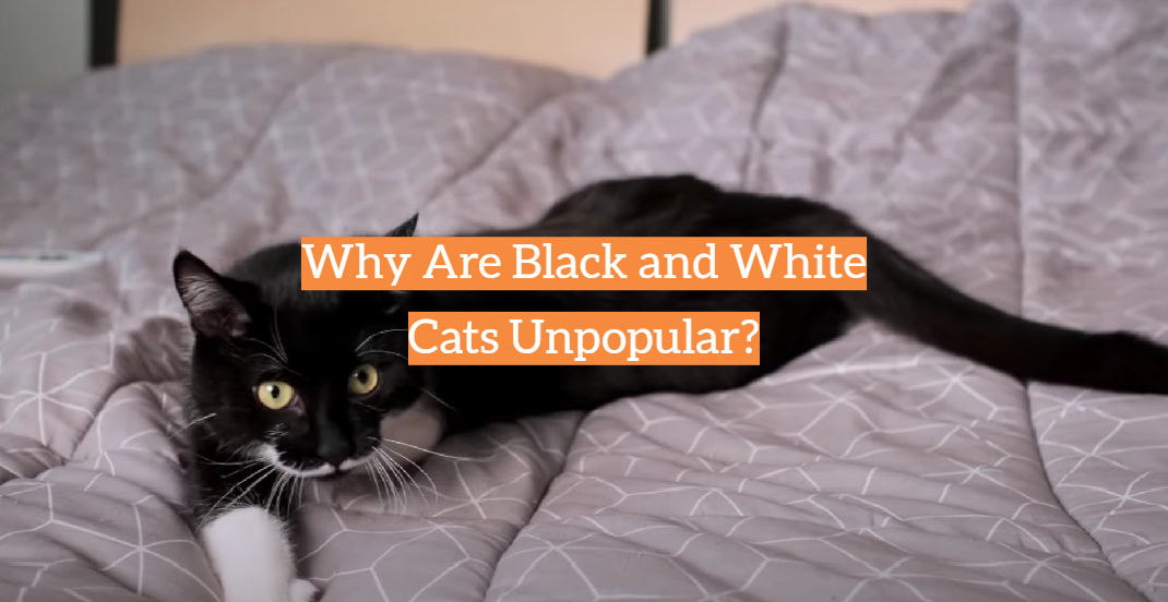 Why Are Black and White Cats Unpopular?