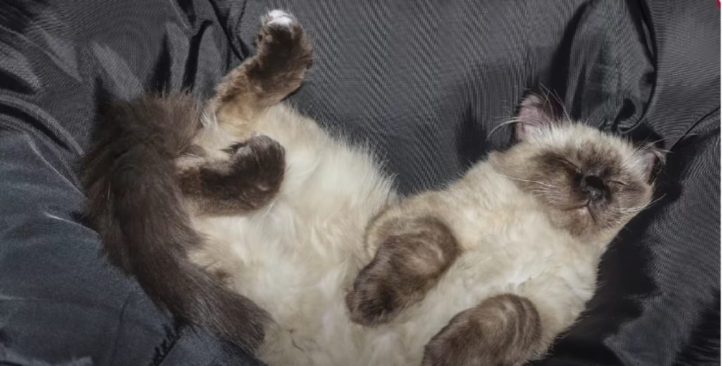 Why Do Cats Sleep With Their Face Down? KittenWiki