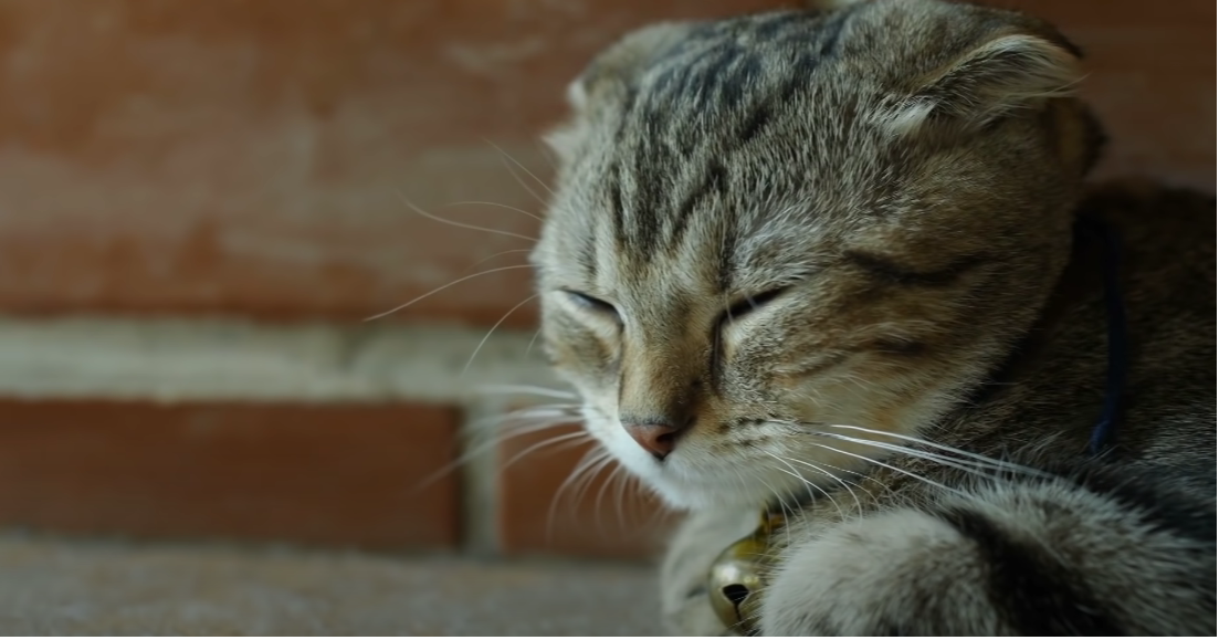 Why Do Cats Sleep With Their Face Down? KittenWiki